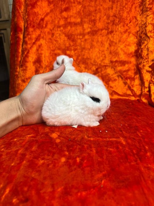 Кролик мини декоратиний