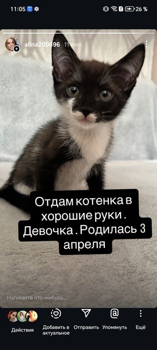 Отдам котёнка девочку