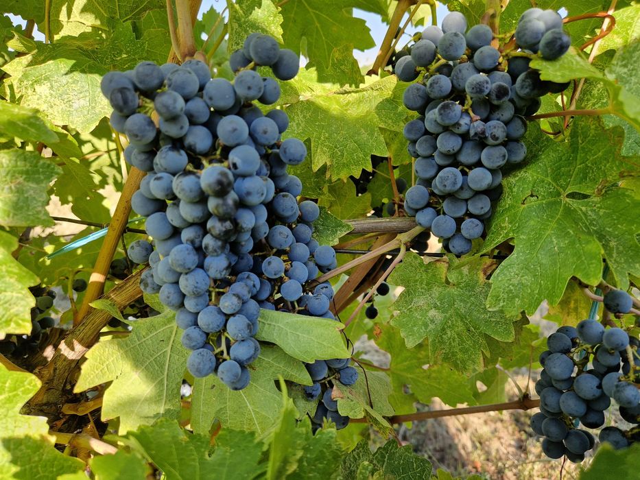 Struguri vin DOC Cotesti  Cabernet Sauvignon si Feteasca Neagra