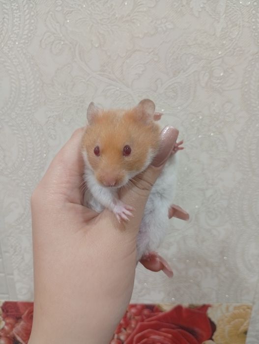 Продам клетку с хомяком