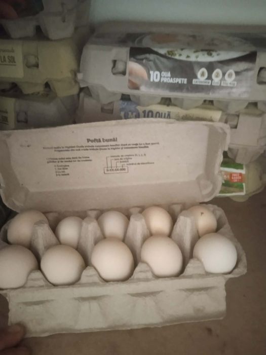 Oua incubat rasa Australorp
