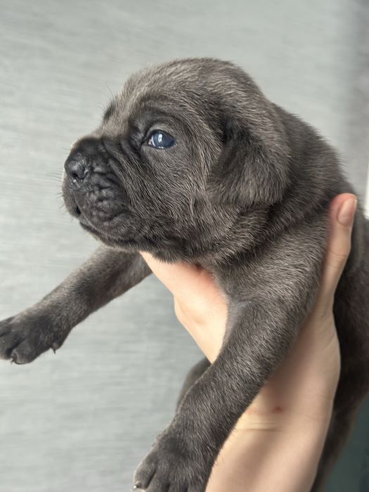 Щенки Кане корсо