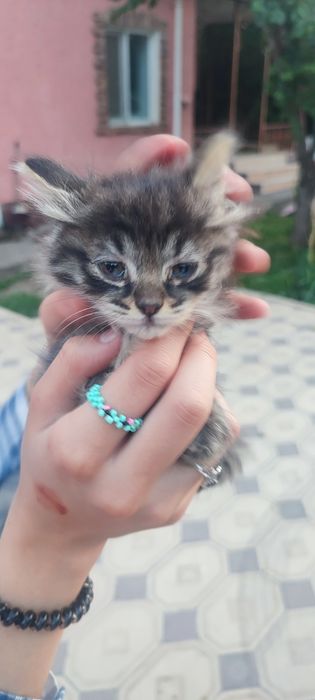 Отдам котят бесплатно в добрые руки