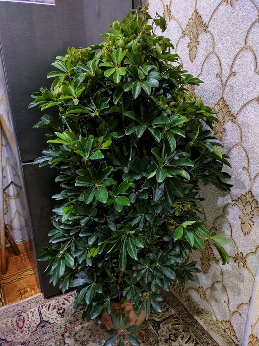 Комнатные растения. Доставка