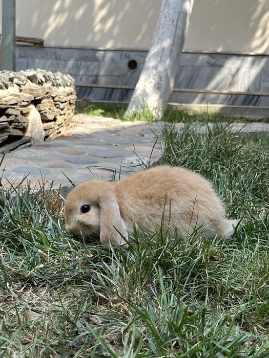 Karlik quyon bolalar uchun ajoyib sovga