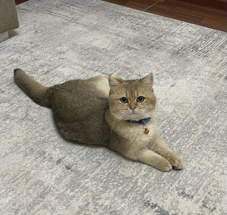 Вязка! Золотая шиншилла