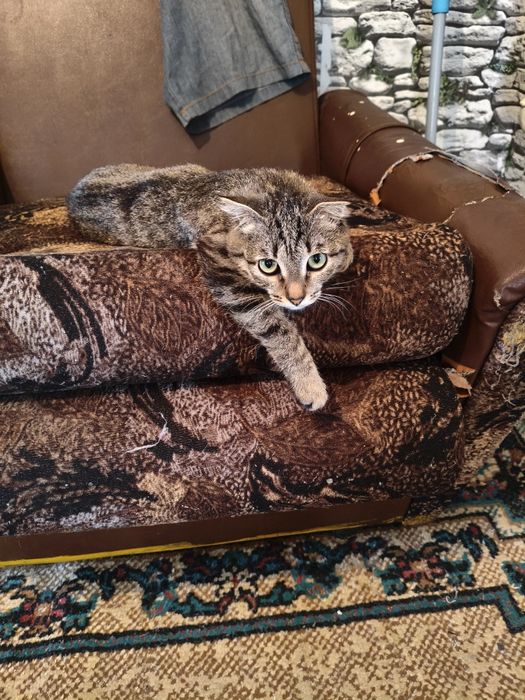 Отдам даром в добрые руки