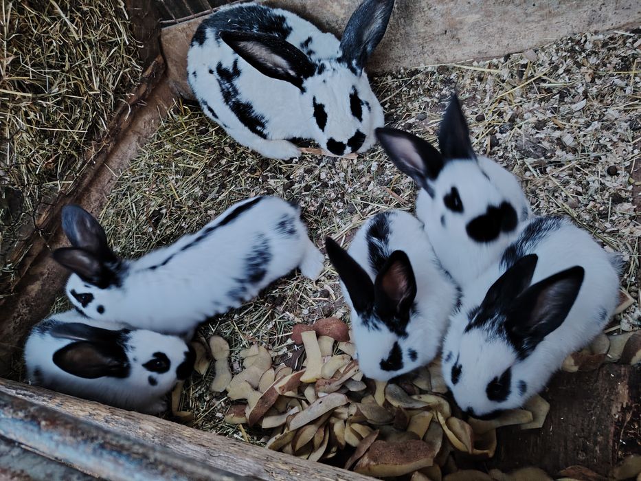 Iepurași fluture german