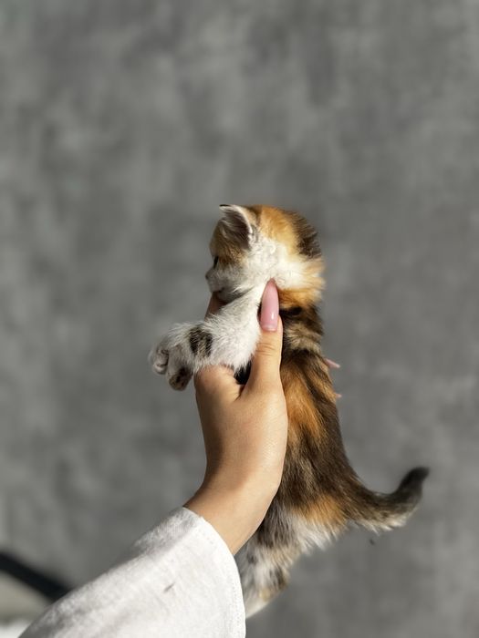 Котенок ищут семью