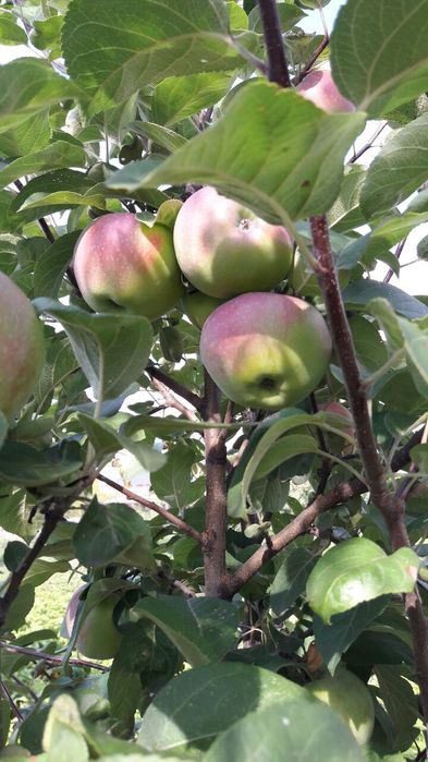 Продам яблони. Яблоки крупные.