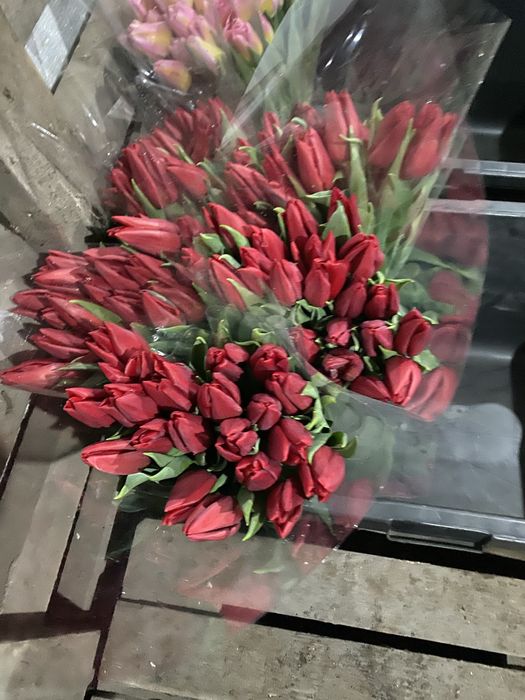 Продам Тюльпаны разных сортов!