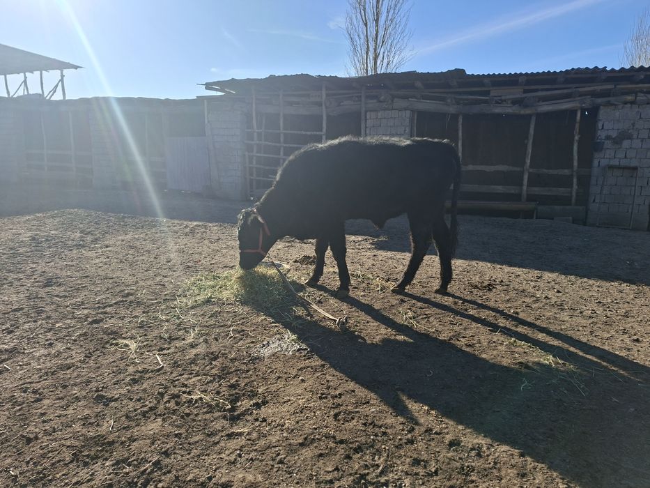 Ангус бузо сотилади