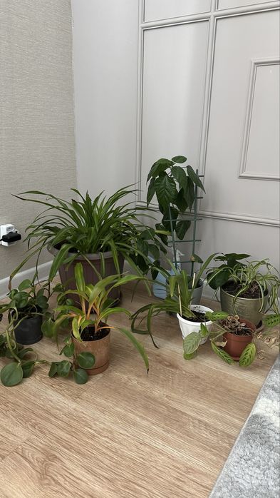 Комнатные цветы безопасные