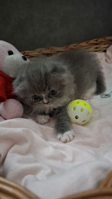 Шотландская фолд