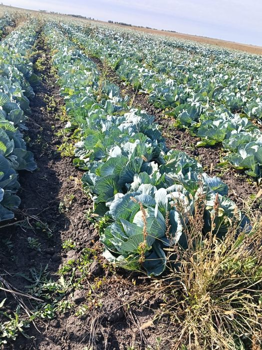 Продам капусту  засолочная