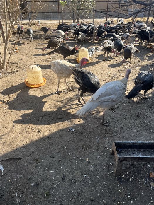 Юндюки самцы азиатские