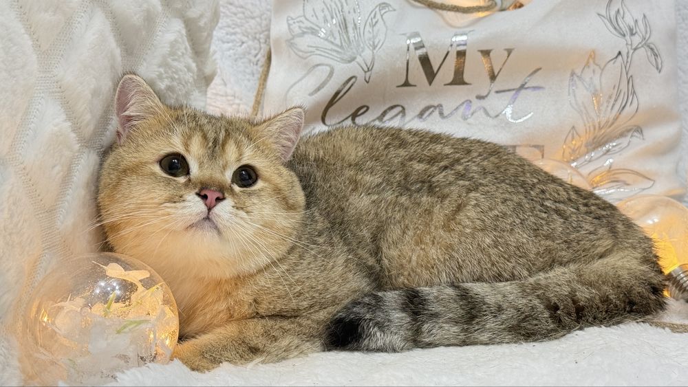 Золотая штншилла мальчик