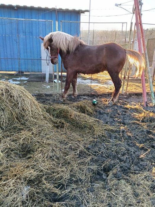 Manz de vânzare 2 ani