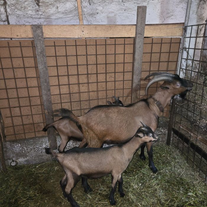 Țap Alpin Francez