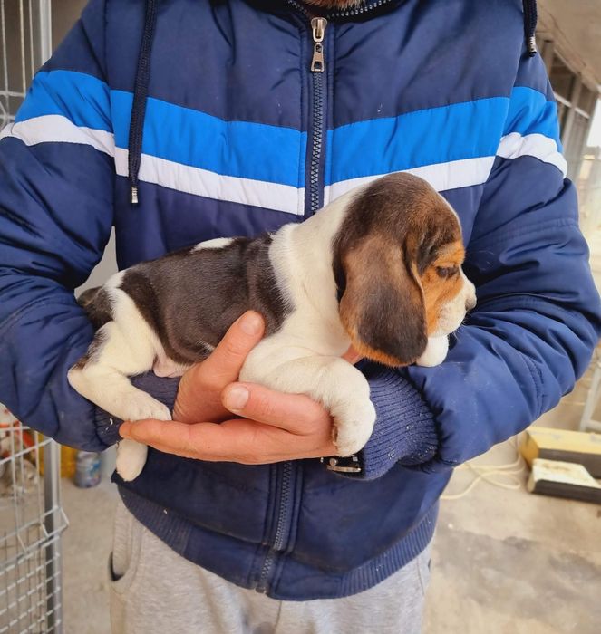 Pui Beagle tricolor