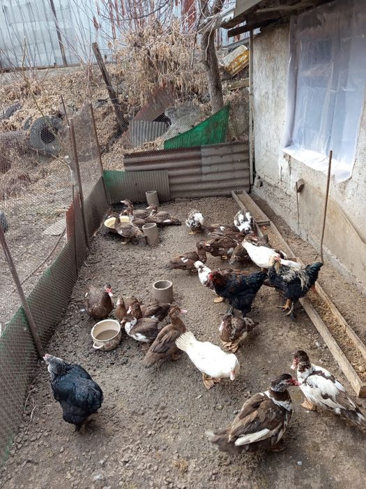 Продам индоуток июньский выводок