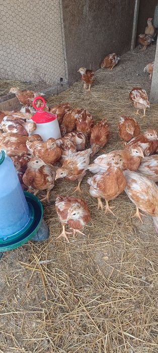 Puicuțe ouătoare issa Brown