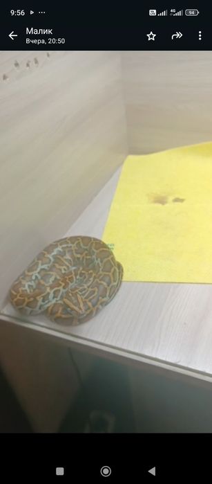 Продам молодого   питона