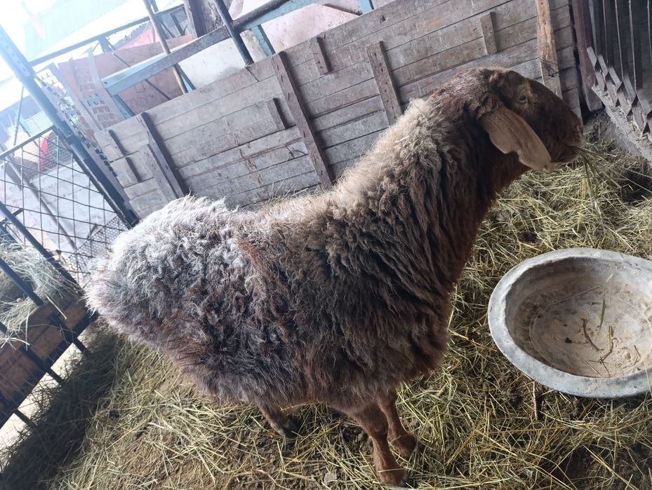 Баран ярочка на продажу