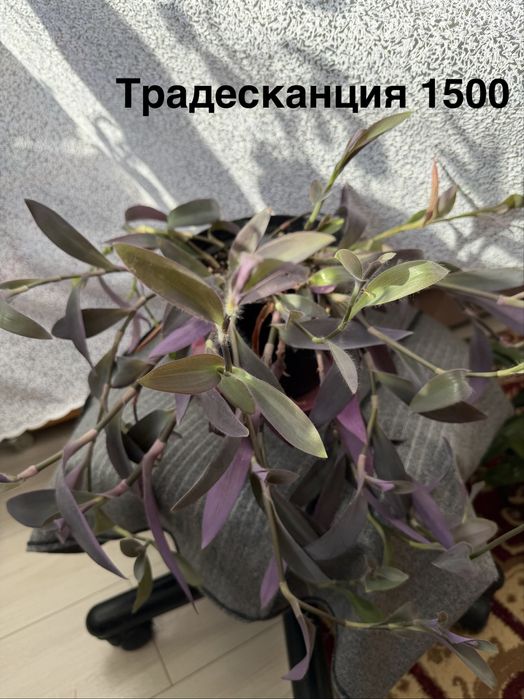 Комнытные цветы.