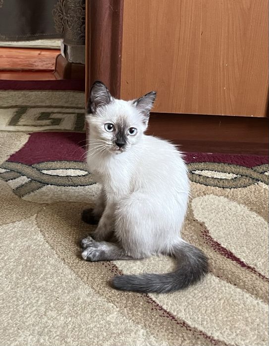 Отдам котенка в добрые руки
