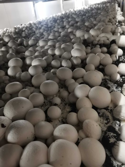 Выращивание шампиньонов