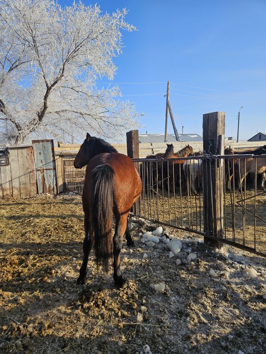 Айғыр Жеребец торы