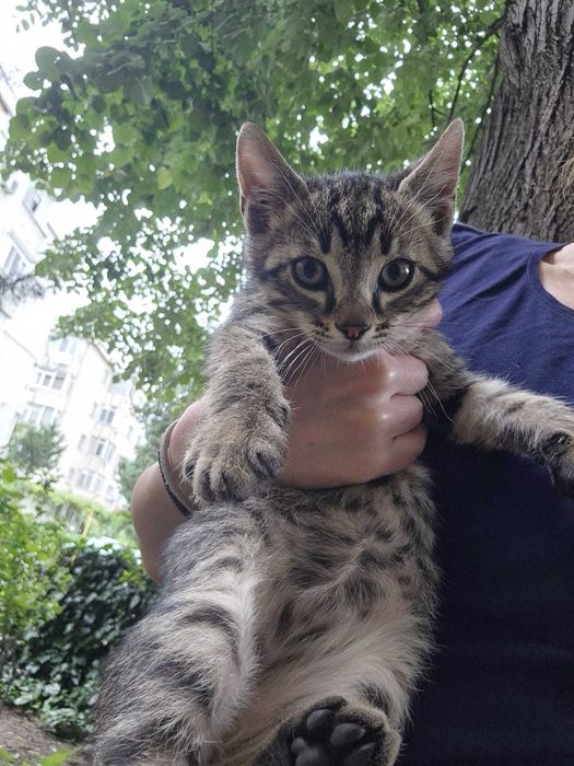 Dăruiesc spre adopție 3 puiuți de pisică – 2 luni, plini de viață!