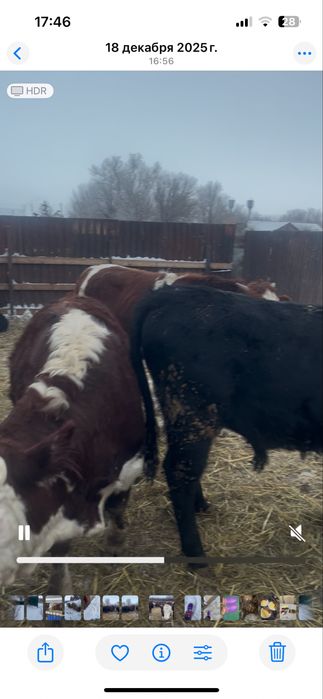 Продам молодых бычков