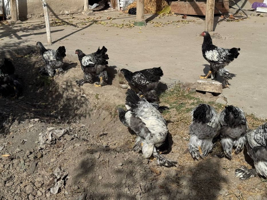 Tochkali brama jujalari sotiladi