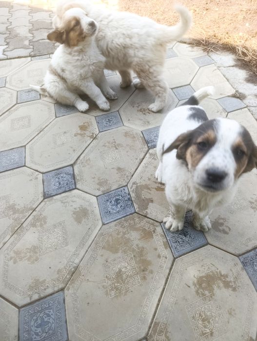 Продам щенков парода алабай