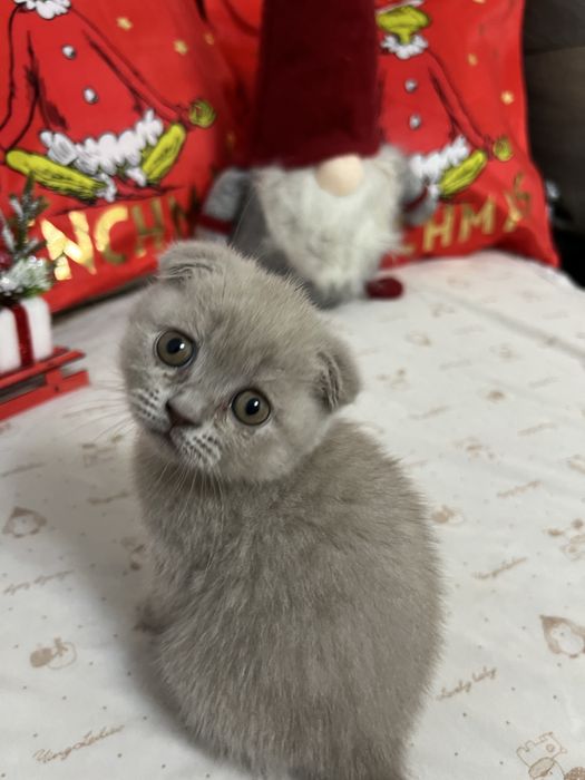 Шотландско клепоухо момче