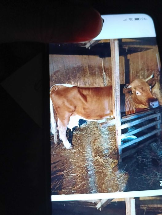 Vaca de vânzare în județul Suceava localitatea Vicovu de sus.Vaca este la al 4 vițel este alungată și-i dă  20de litri de lapte   .Telefon 0790517350