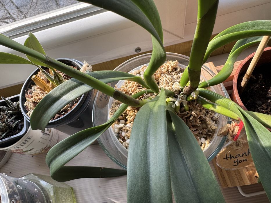 Орхидея Каттлея