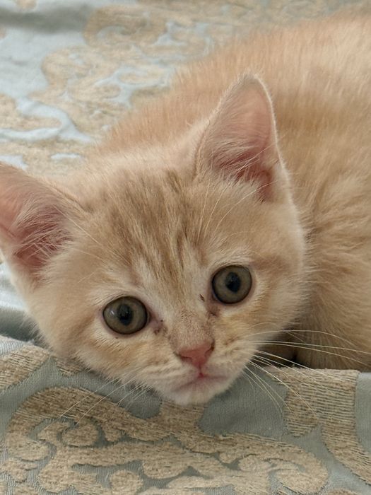 Котенок метис шотландец