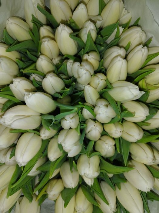 Тюльпаны оптом и в розницу, центр 24/7