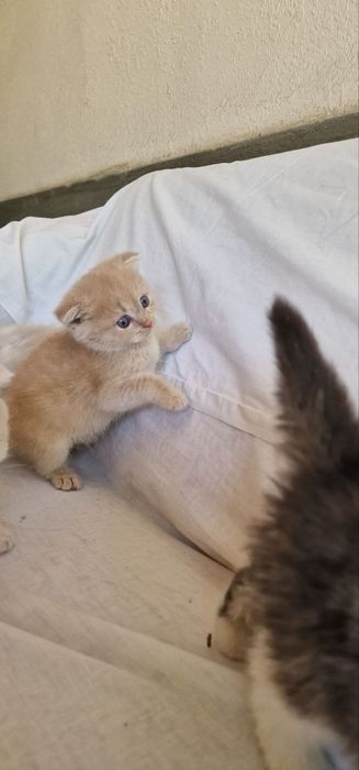 Котята шиншилла вислоухие