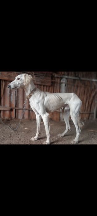 Құмай тазы атылады