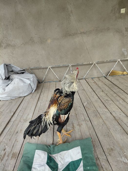 Дакан бойцовый петух