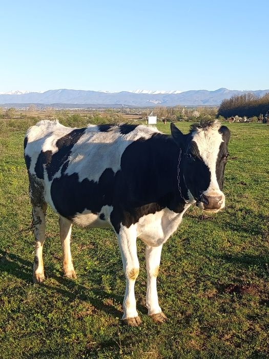 Vaci și juninci de vânzare