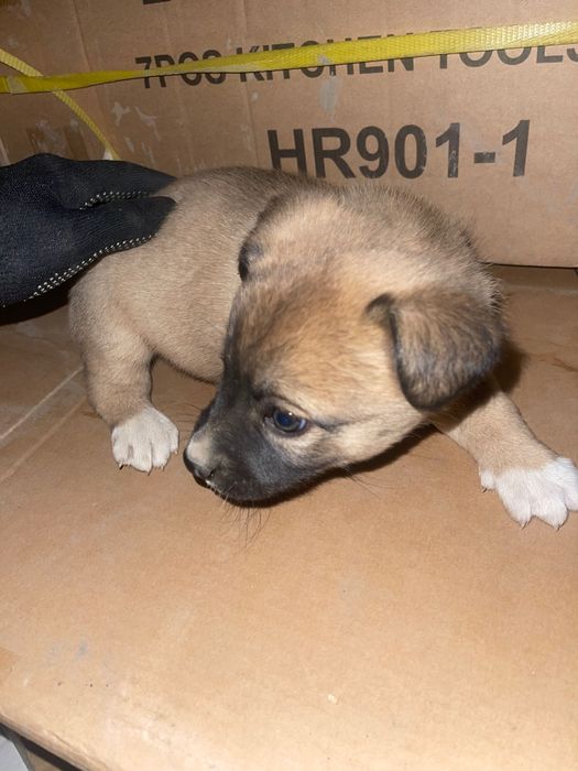 Щенок кабель в хорошие руки