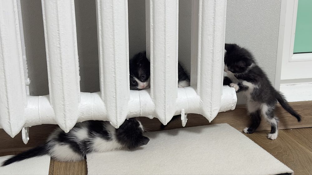 Отдам котят в добрые руки,1.5 месяца