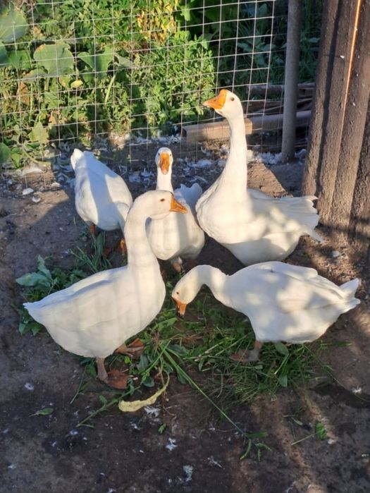Ouă de gâscă pt incubat
