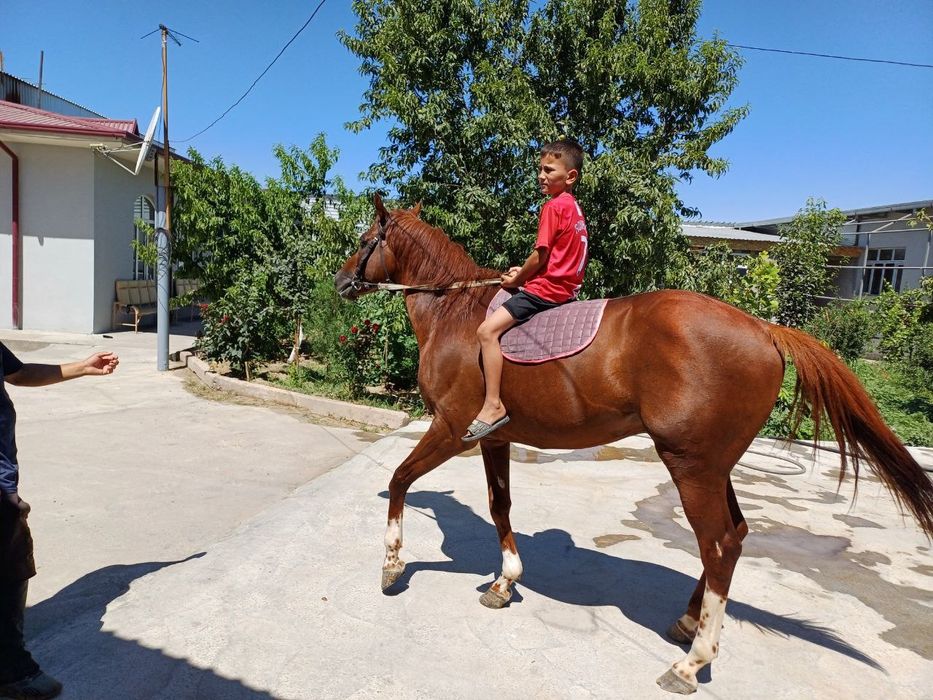 Продаётся английский чистокровный жеребец