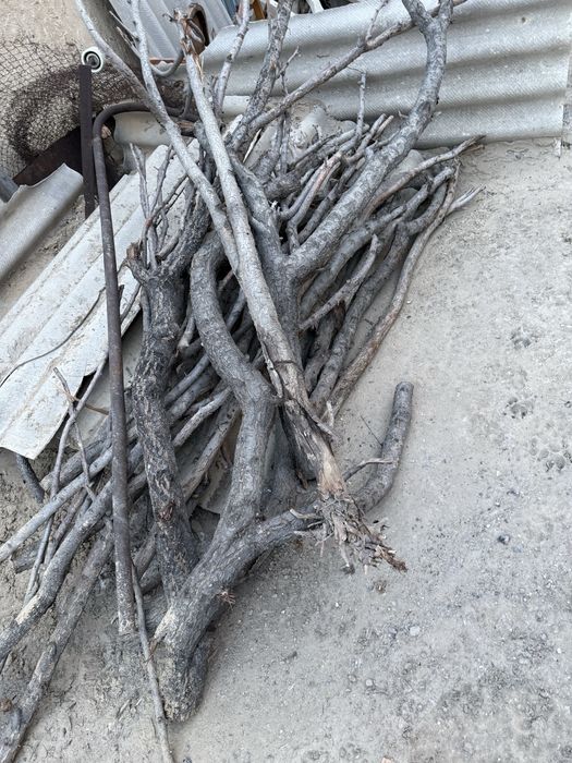 Отындық ағаштар/ кесілген ағаштарда бар